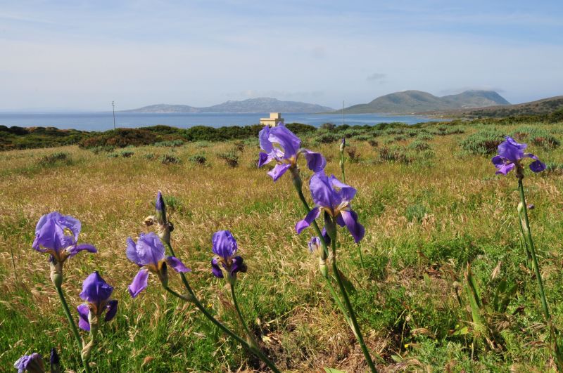 Iris germanica